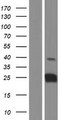 CT45A1 Protein - Western validation with an anti-DDK antibody * L: Control HEK293 lysate R: Over-expression lysate