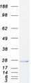 CT45A2 Protein - Purified recombinant protein CT45A2 was analyzed by SDS-PAGE gel and Coomassie Blue Staining