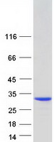 CT45A3 Protein - Purified recombinant protein CT45A3 was analyzed by SDS-PAGE gel and Coomassie Blue Staining