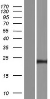 CT45A4 Protein - Western validation with an anti-DDK antibody * L: Control HEK293 lysate R: Over-expression lysate