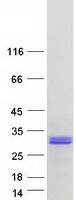 CT45A5 Protein - Purified recombinant protein CT45A5 was analyzed by SDS-PAGE gel and Coomassie Blue Staining