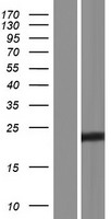 CT45A6 Protein - Western validation with an anti-DDK antibody * L: Control HEK293 lysate R: Over-expression lysate