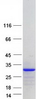 CT45A6 Protein - Purified recombinant protein CT45A6 was analyzed by SDS-PAGE gel and Coomassie Blue Staining