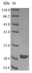 CTAG1A + CTAG1B Protein - (Tris-Glycine gel) Discontinuous SDS-PAGE (reduced) with 5% enrichment gel and 15% separation gel.