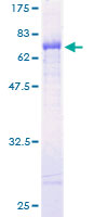 CTBP1 / CTBP Protein - 12.5% SDS-PAGE of human CTBP1 stained with Coomassie Blue