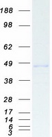 CTBP1 / CTBP Protein - Purified recombinant protein CTBP1 was analyzed by SDS-PAGE gel and Coomassie Blue Staining