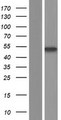 CTBP2 Protein - Western validation with an anti-DDK antibody * L: Control HEK293 lysate R: Over-expression lysate