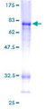 CTBP2 Protein - 12.5% SDS-PAGE of human CTBP2 stained with Coomassie Blue