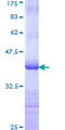 CTBP2 Protein - 12.5% SDS-PAGE Stained with Coomassie Blue.