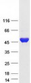 CTBP2 Protein - Purified recombinant protein CTBP2 was analyzed by SDS-PAGE gel and Coomassie Blue Staining