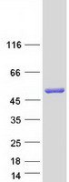 CTBP2 Protein - Purified recombinant protein CTBP2 was analyzed by SDS-PAGE gel and Coomassie Blue Staining