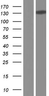 CTCF Protein - Western validation with an anti-DDK antibody * L: Control HEK293 lysate R: Over-expression lysate