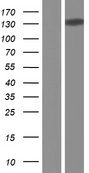 CTCF Protein - Western validation with an anti-DDK antibody * L: Control HEK293 lysate R: Over-expression lysate