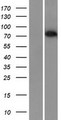 CTCFL / BORIS Protein - Western validation with an anti-DDK antibody * L: Control HEK293 lysate R: Over-expression lysate