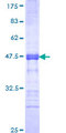 CTCFL / BORIS Protein - 12.5% SDS-PAGE Stained with Coomassie Blue.