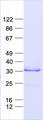 CTDSPL Protein