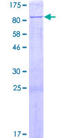 CTDSPL2 Protein - 12.5% SDS-PAGE of human CTDSPL2 stained with Coomassie Blue