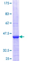 CTG-B45d / THAP11 Protein - 12.5% SDS-PAGE Stained with Coomassie Blue