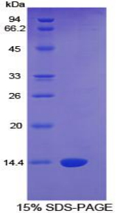 CTGF Protein - Recombinant Connective Tissue Growth Factor By SDS-PAGE