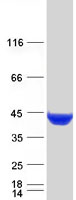 CTH / Cystathionase Protein - Purified recombinant protein CTH was analyzed by SDS-PAGE gel and Coomassie Blue Staining