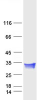 CTHRC1 Protein - Purified recombinant protein CTHRC1 was analyzed by SDS-PAGE gel and Coomassie Blue Staining
