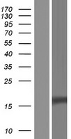 CTLA4 / CD152 Protein - Western validation with an anti-DDK antibody * L: Control HEK293 lysate R: Over-expression lysate