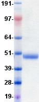 CTLA4 / CD152 Protein