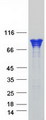 CTNNA1 / Catenin Alpha-1 Protein - Purified recombinant protein CTNNA1 was analyzed by SDS-PAGE gel and Coomassie Blue Staining