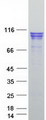 CTNNA2 / Alpha-2 Catenin Protein - Purified recombinant protein CTNNA2 was analyzed by SDS-PAGE gel and Coomassie Blue Staining
