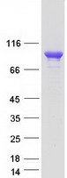 CTNNA3 / Alpha-3 Catenin Protein - Purified recombinant protein CTNNA3 was analyzed by SDS-PAGE gel and Coomassie Blue Staining