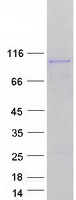 CTNNB1 / Beta Catenin Protein - Purified recombinant protein CTNNB1 was analyzed by SDS-PAGE gel and Coomassie Blue Staining