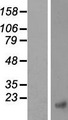 CTNNBIP1 / ICAT Protein - Western validation with an anti-DDK antibody * L: Control HEK293 lysate R: Over-expression lysate
