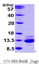 CTNNBIP1 / ICAT Protein