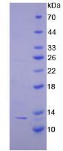 CTNNBIP1 / ICAT Protein - Recombinant Catenin Beta Interacting Protein 1 By SDS-PAGE