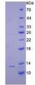 CTNNBIP1 / ICAT Protein - Recombinant Catenin Beta Interacting Protein 1 By SDS-PAGE