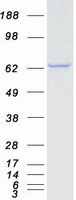 CTNNBL1 / NAP Protein - Purified recombinant protein CTNNBL1 was analyzed by SDS-PAGE gel and Coomassie Blue Staining