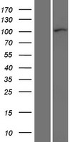 CTNND1 / p120 Catenin Protein - Western validation with an anti-DDK antibody * L: Control HEK293 lysate R: Over-expression lysate