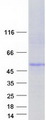 CTNS / Cystinosin Protein - Purified recombinant protein CTNS was analyzed by SDS-PAGE gel and Coomassie Blue Staining