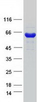 CTP Synthetase 2 / CTPS2 Protein - Purified recombinant protein CTPS2 was analyzed by SDS-PAGE gel and Coomassie Blue Staining