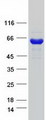CTP Synthetase 2 / CTPS2 Protein - Purified recombinant protein CTPS2 was analyzed by SDS-PAGE gel and Coomassie Blue Staining