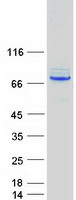 CTPS Protein - Purified recombinant protein CTPS1 was analyzed by SDS-PAGE gel and Coomassie Blue Staining