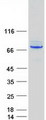 CTPS Protein - Purified recombinant protein CTPS1 was analyzed by SDS-PAGE gel and Coomassie Blue Staining
