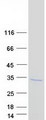 CTRB1 / Chymotrypsinogen B1 Protein - Purified recombinant protein CTRB1 was analyzed by SDS-PAGE gel and Coomassie Blue Staining