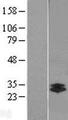 CTRL Protein - Western validation with an anti-DDK antibody * L: Control HEK293 lysate R: Over-expression lysate