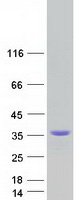 CTRP10 / C1QL2 Protein - Purified recombinant protein C1QL2 was analyzed by SDS-PAGE gel and Coomassie Blue Staining