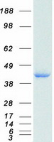 CTSB / Cathepsin B Protein - Purified recombinant protein CTSB was analyzed by SDS-PAGE gel and Coomassie Blue Staining