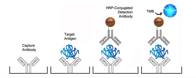 CTSB / Cathepsin B ELISA Kit - Sandwich ELISA Platform Overview