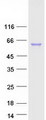 CTSC / Cathepsin C / JP Protein - Purified recombinant protein CTSC was analyzed by SDS-PAGE gel and Coomassie Blue Staining