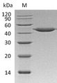 CTSE / Cathepsin E Protein - (Tris-Glycine gel) Discontinuous SDS-PAGE (reduced) with 5% enrichment gel and 15% separation gel.