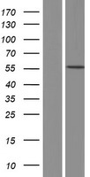 CTSF / Cathepsin F Protein - Western validation with an anti-DDK antibody * L: Control HEK293 lysate R: Over-expression lysate